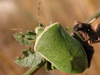 HETEROPTERA: CHIAVI DICOTOMICHE